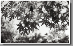 叔父が亡くなっていた。