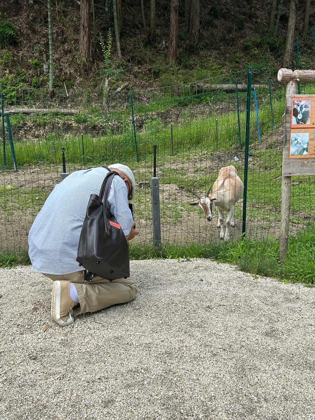 明知でやぎ撮る