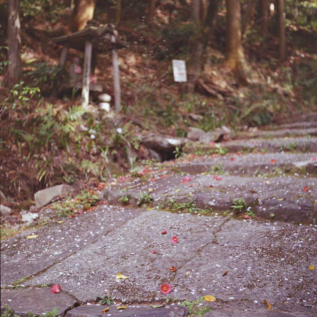 赤い椿を踏まないように一段づつ…