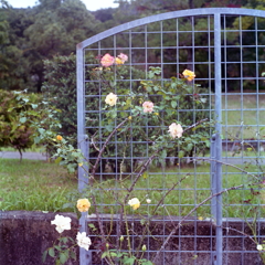 ネットの薔薇