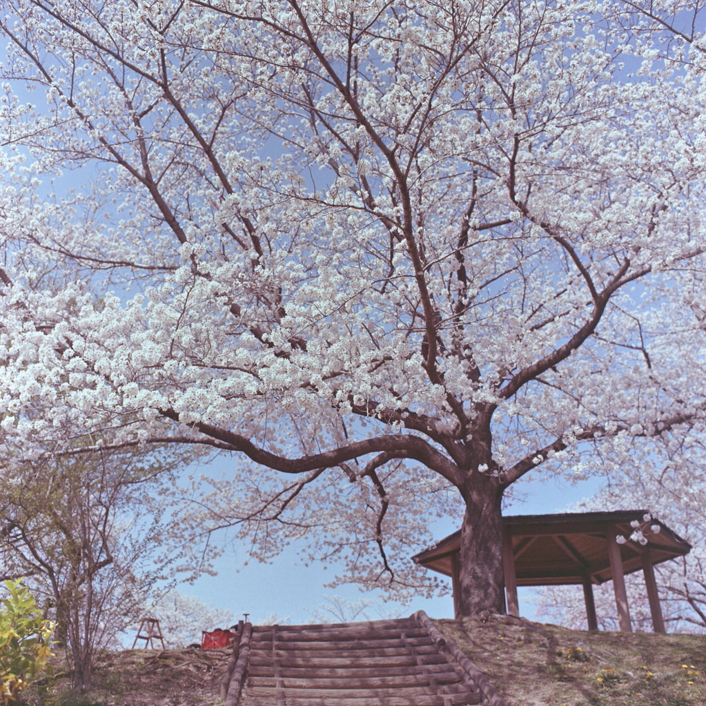 たちどまり見上げる小山の桜かな