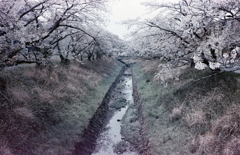 桜の用水