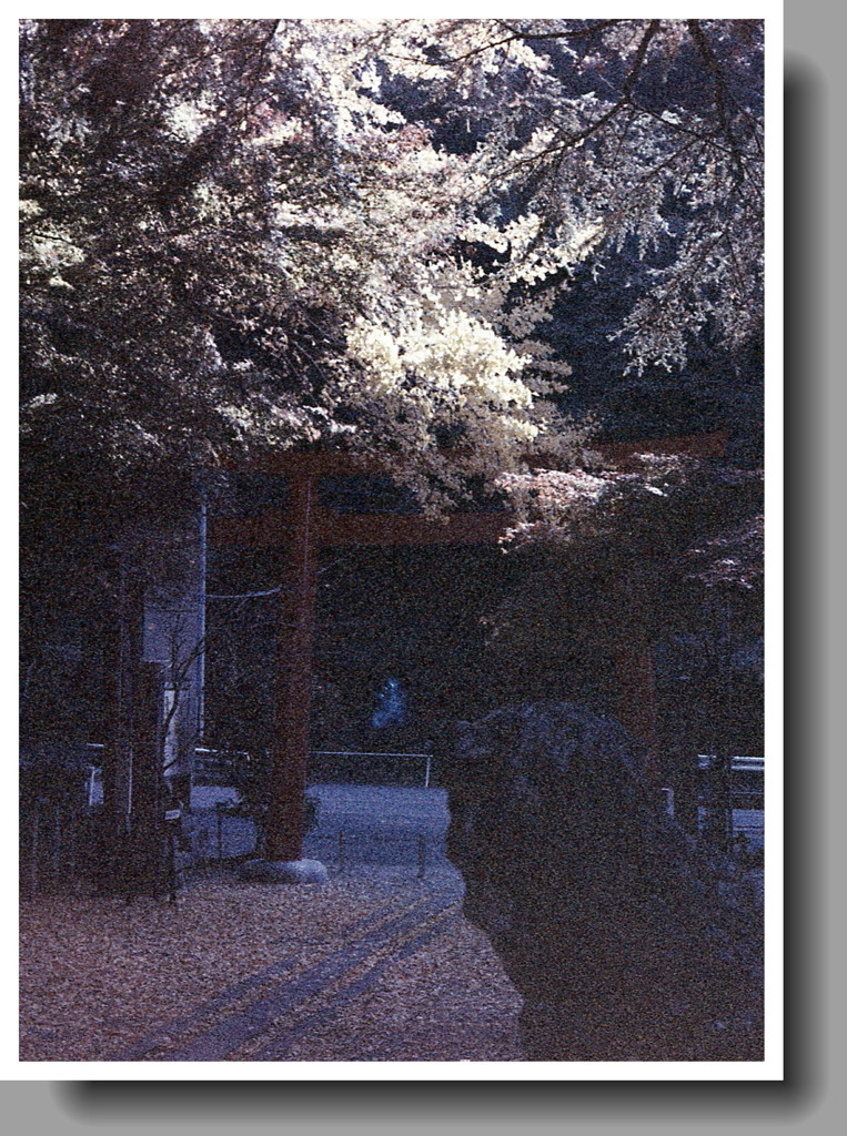 参道に垂れる黄葉