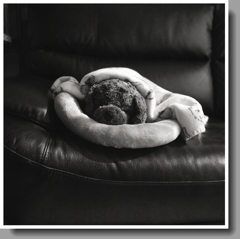 いつもソファーで寝ているマリです。