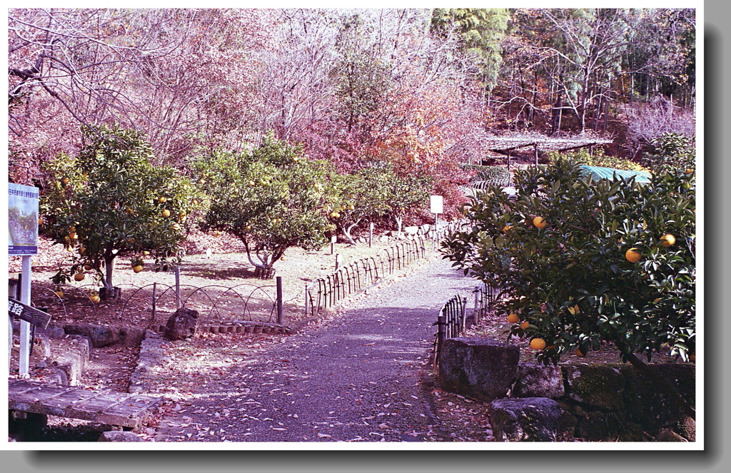 蜜柑の生る坂道