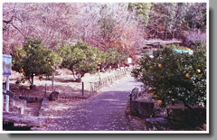 蜜柑の生る坂道