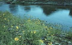 川辺の景色
