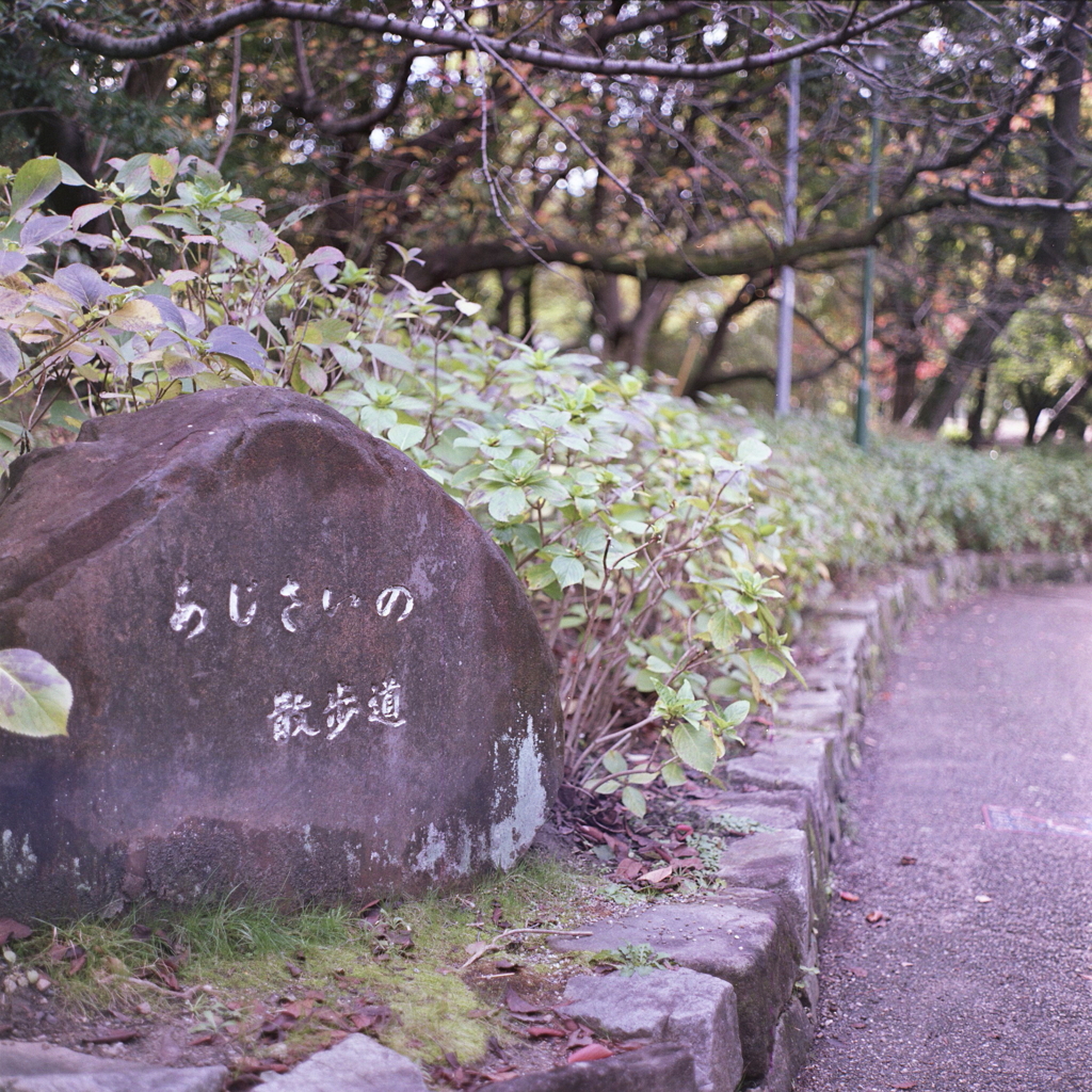 季節終わりに…あじさいの散歩道