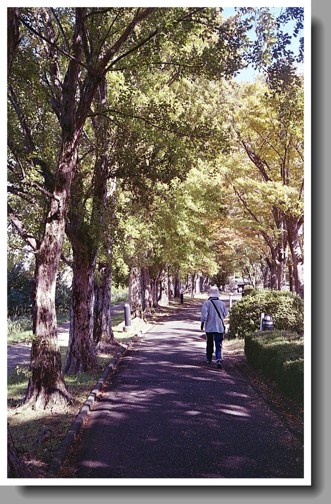 大都会の緑の匂い