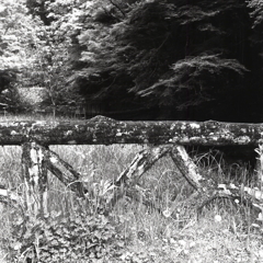 苔生す石橋