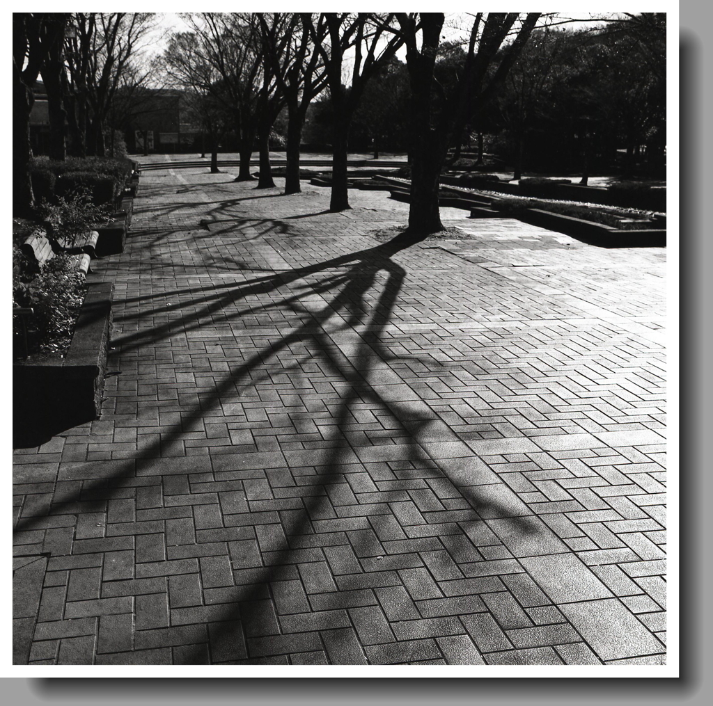 レンガ舗道の木影