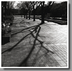 レンガ舗道の木影