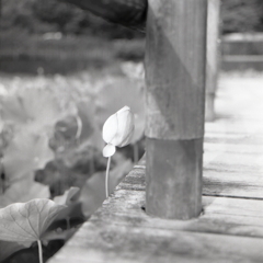 人恋しくて蓮の花