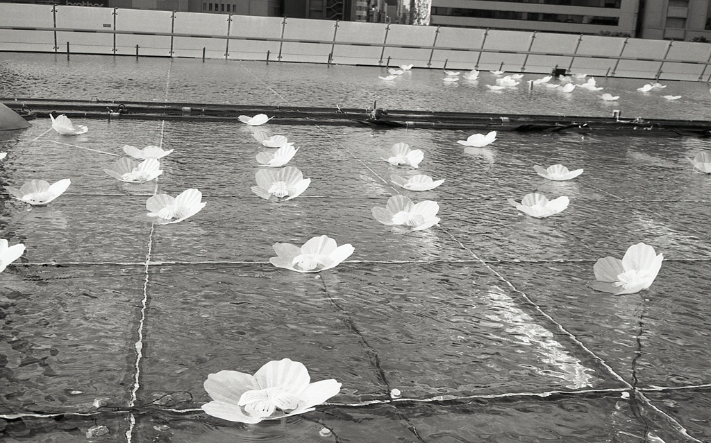 水面の風花