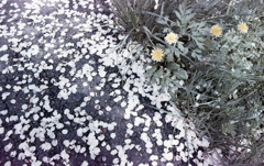 花びら道に咲くたんぽぽ