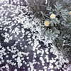 花びら道に咲くたんぽぽ
