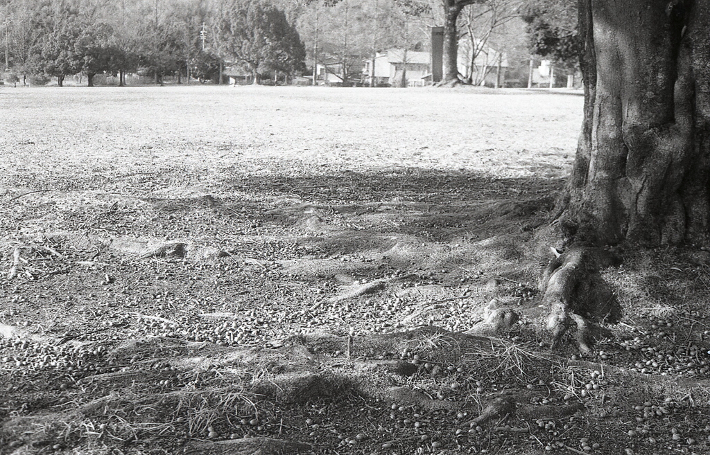どんぐりの木の下で