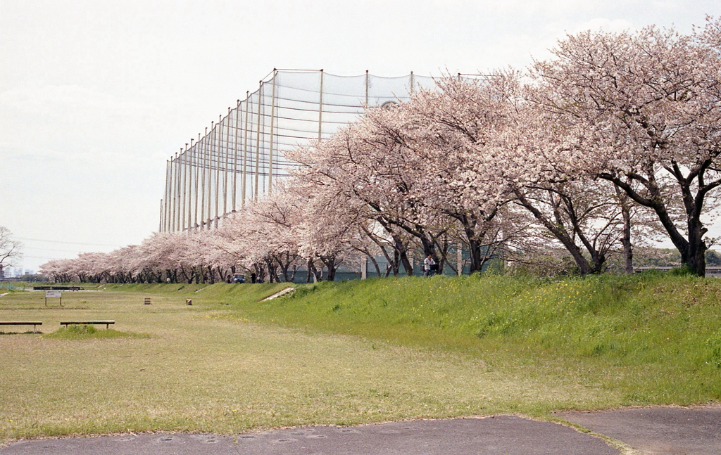 内津川の桜並木