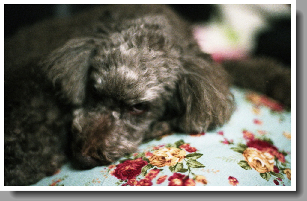 さよなら、またね。