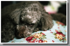 さよなら、またね。