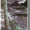竹林の山道