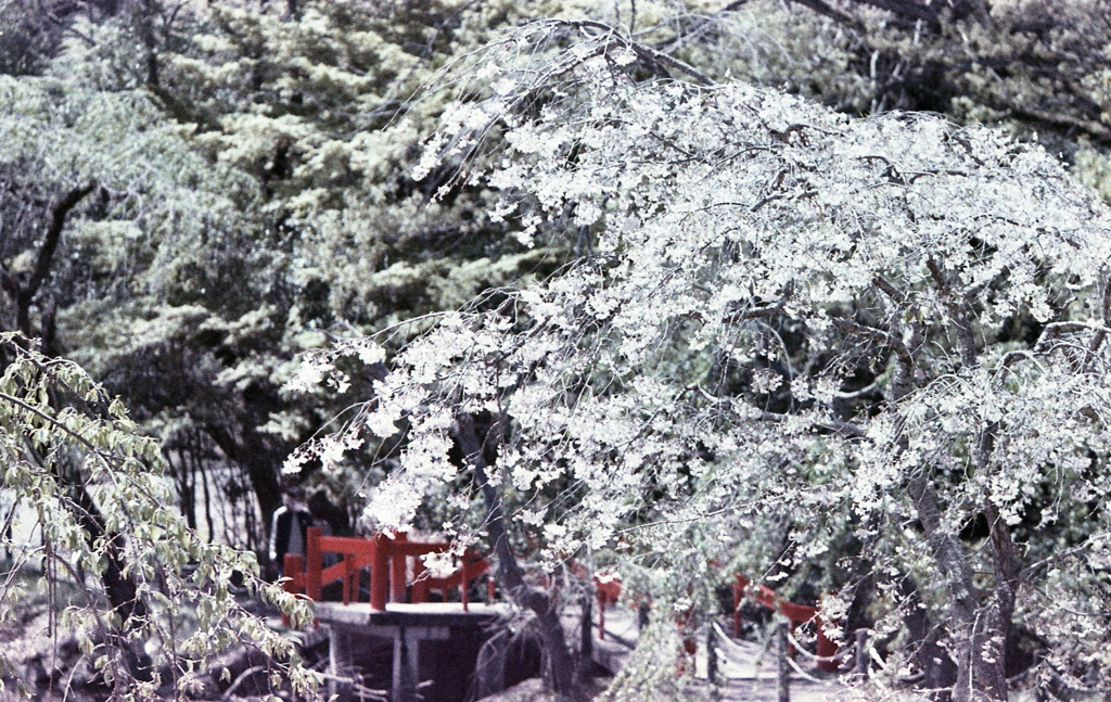 赤い橋に桜