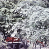 赤い橋に桜