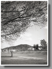 木陰から見える東谷山