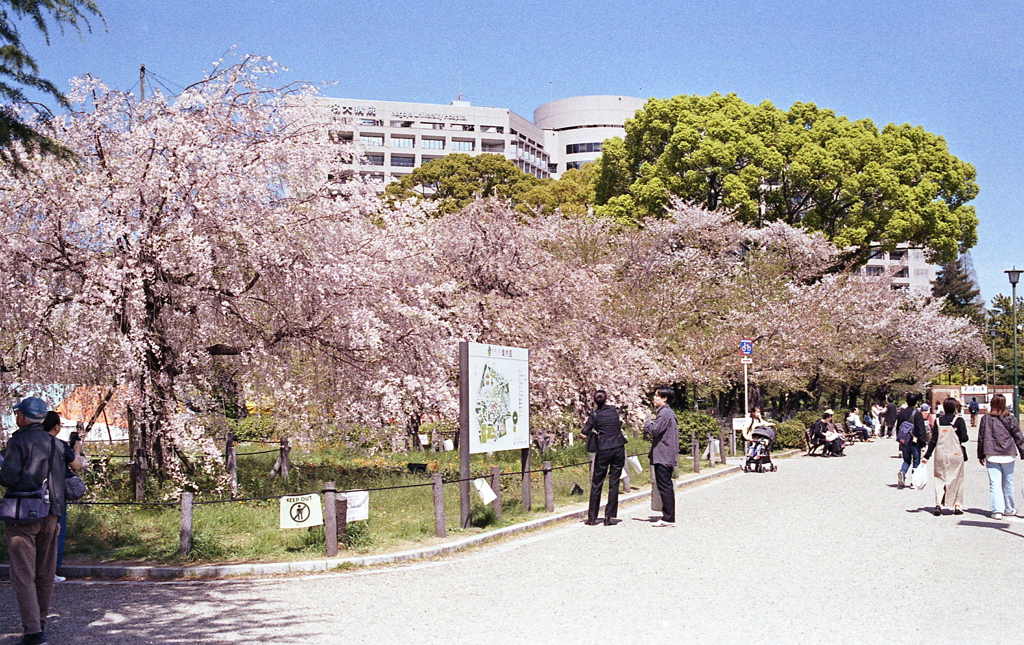 葉桜になりかけの桜かな