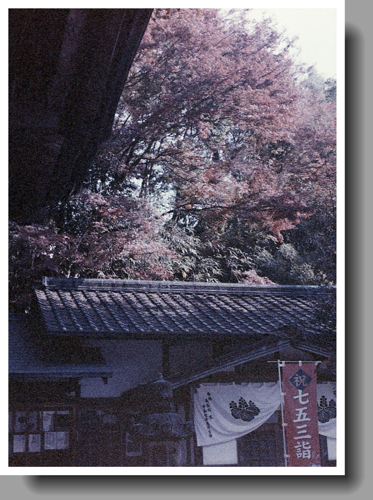 晩秋色の社務所