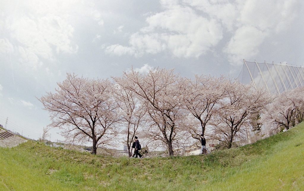 桜道を歩く人々