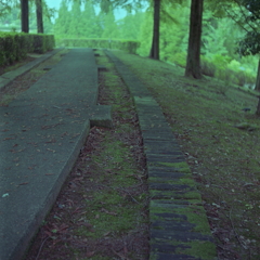 傍らに苔生す道