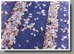 石の参道と銀杏