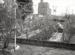 薔薇の世話人