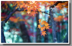 十年前師走の紅葉かな…