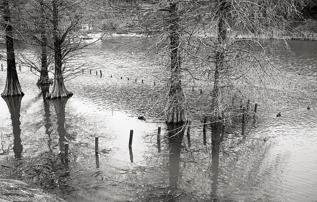 2024年3月撮影KodakデュープリケイトISO６