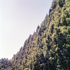 みどりがこんもり並んでる。