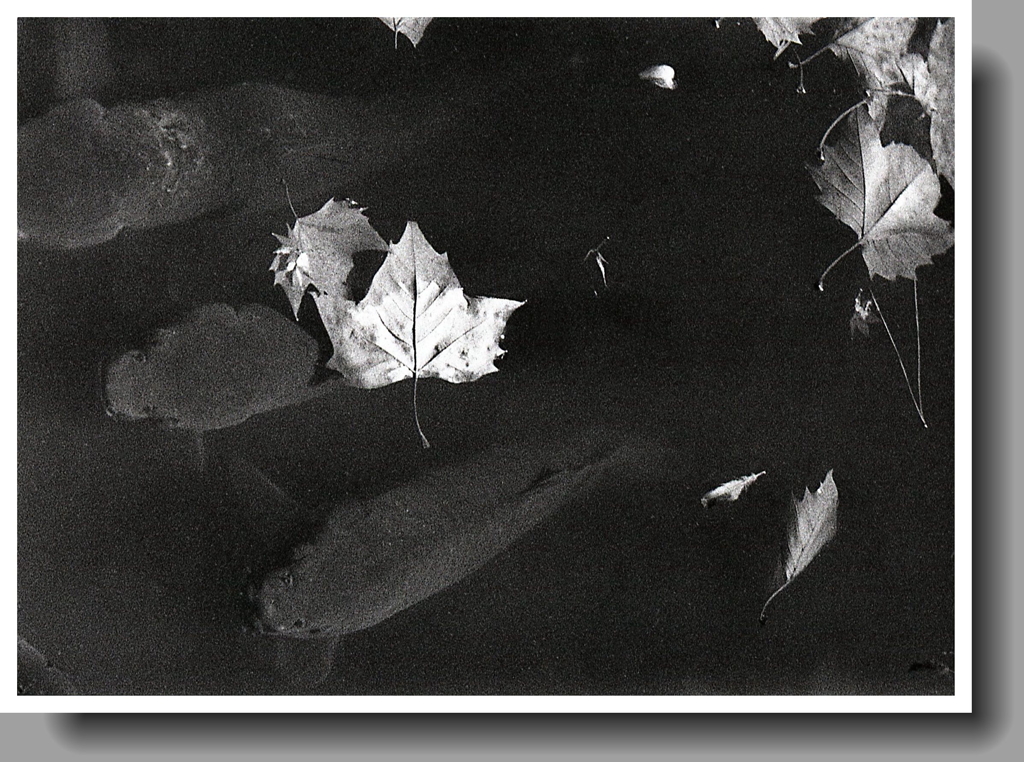 橋の上から胡蝶ケ池の鯉