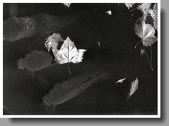 橋の上から胡蝶ケ池の鯉