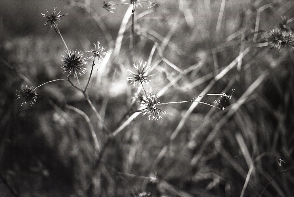 さんぽ道のくっつきむし