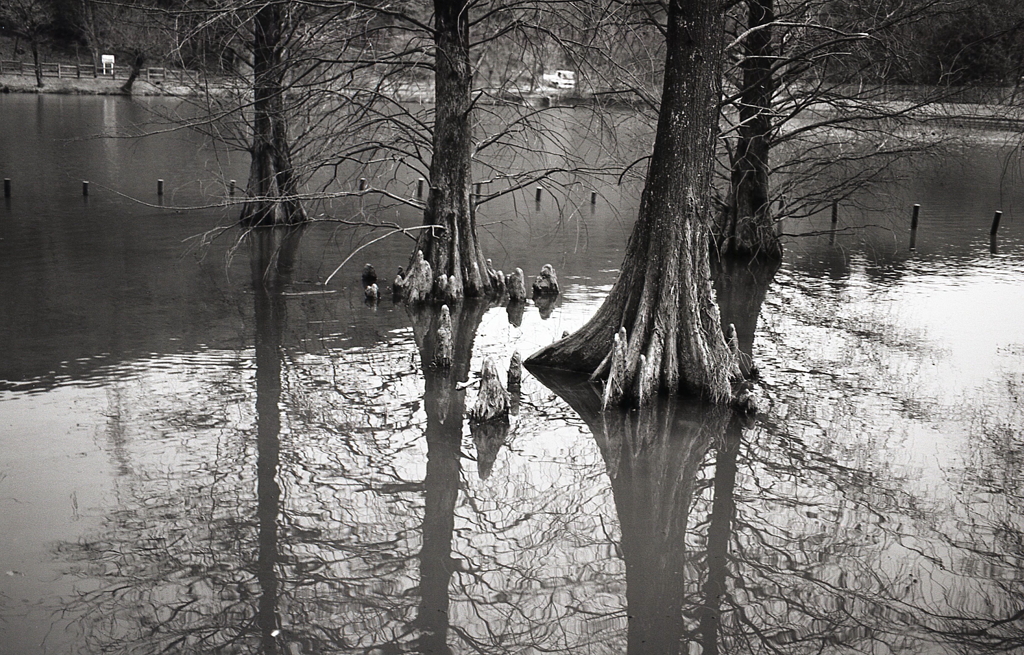 ラクウショウと水面に突き出る呼吸根