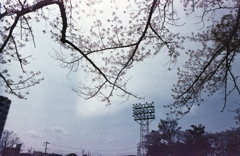 葉桜となりつつ市民グランド