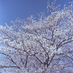 青空に春色映える桜かな