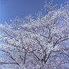 青空に春色映える桜かな