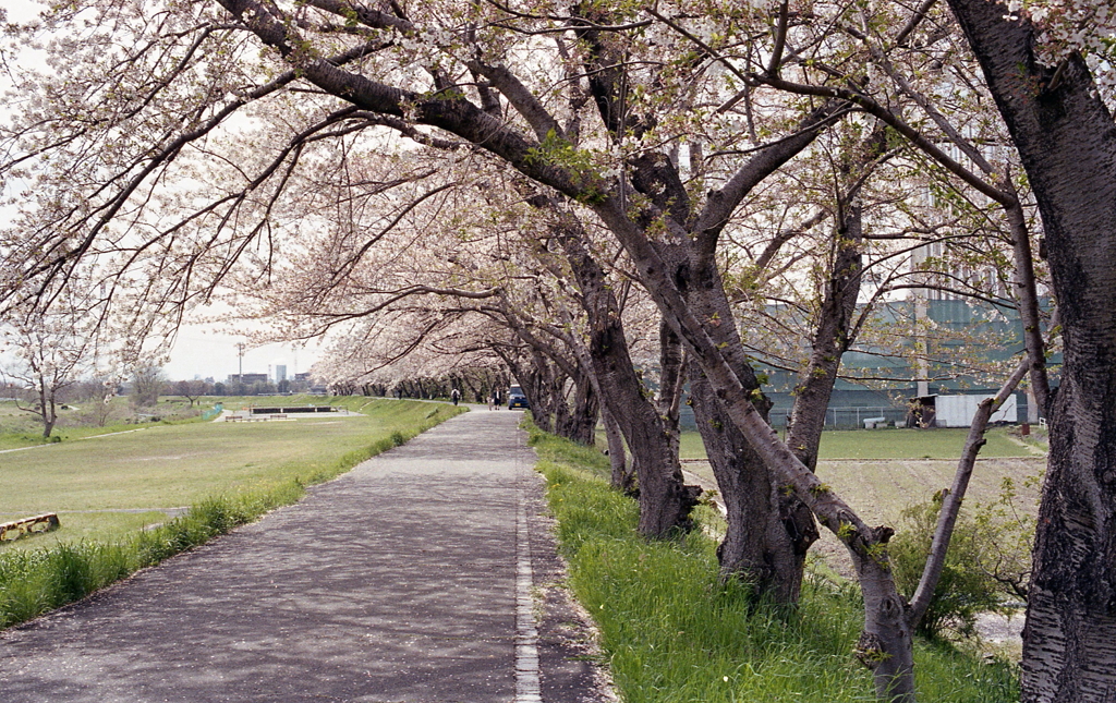桜散るころ