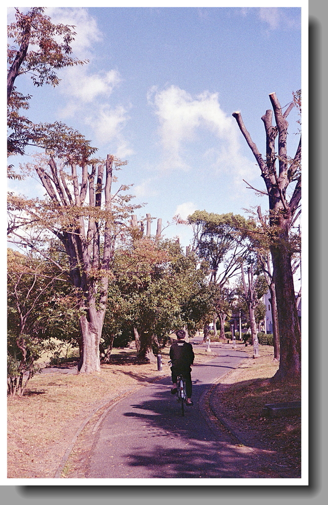 剪定された緑道に青空広がり気持ちいい。
