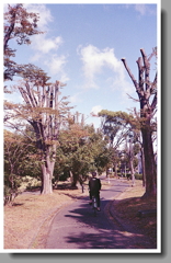 剪定された緑道に青空広がり気持ちいい。