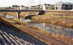 鷺のいる風景