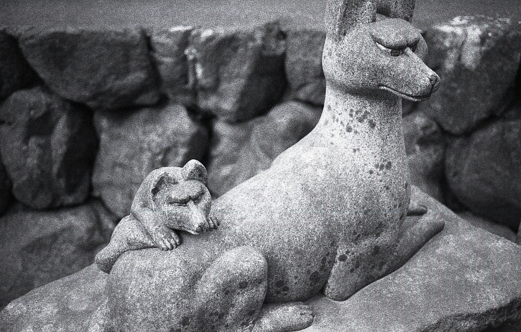 眼光鋭い狐の親子