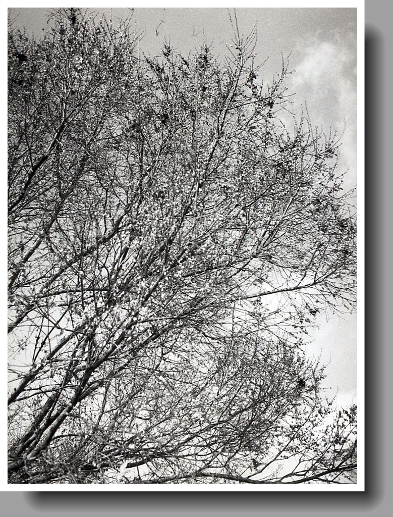 古墳群に冬の樹木